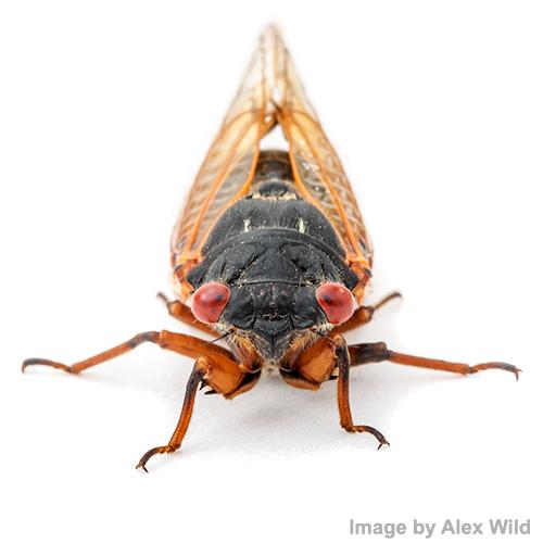 Brood-X cicada Image by Alex Wild