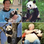 Panda Collage