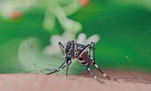 A female mosquito getting a blood meal