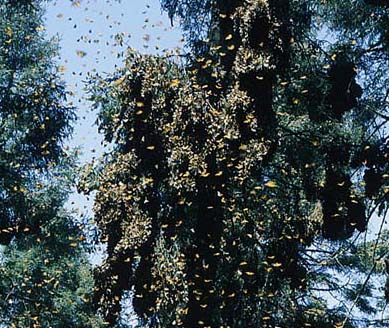 monarchs in tree