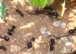 worker ants